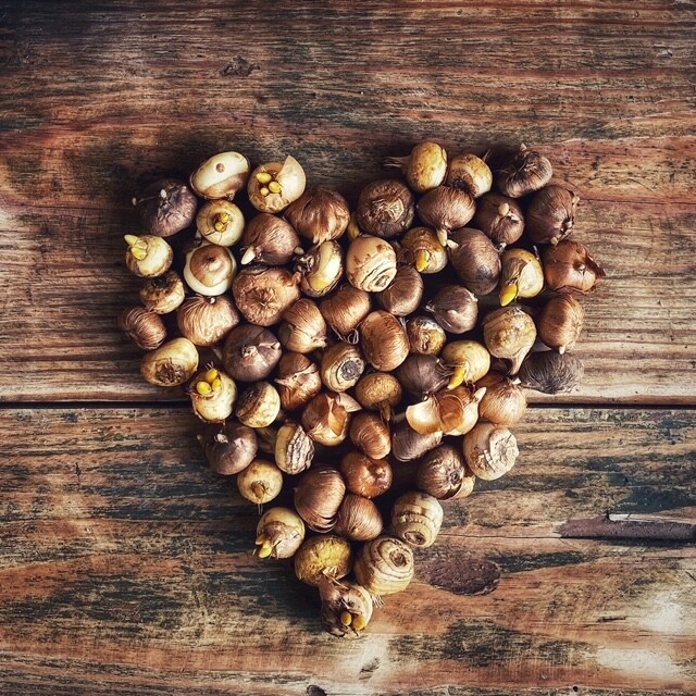 Listopad w ogrodzie krokusy